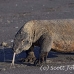 dragon_komodo_hsb_rinca_h_2396_kom4765.jpg